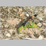 Ammophila sabulosa - Sandwespe 64j Sandwespe-beim-Raupendiebstahl-Sandgrube-Niedringhaussee.jpg